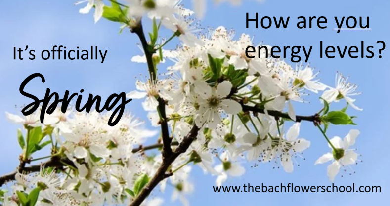 How are your energy levels blog main image